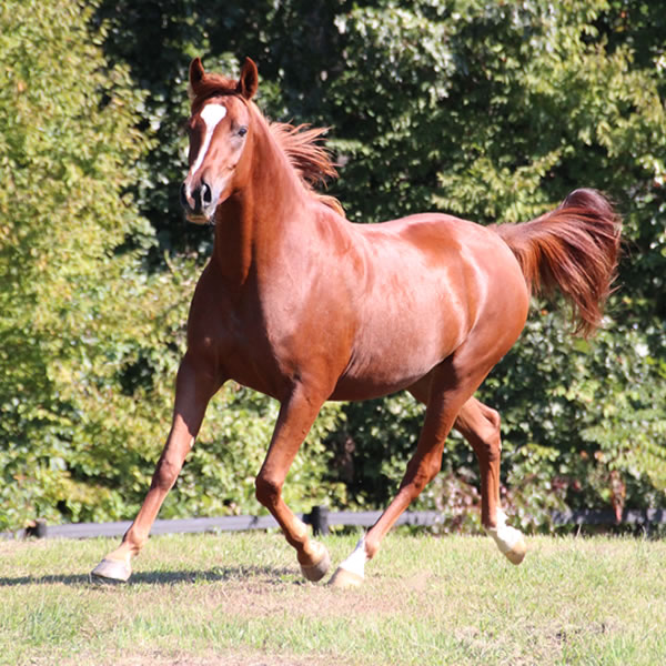 Keep On Dreamin - filly by Kaolino