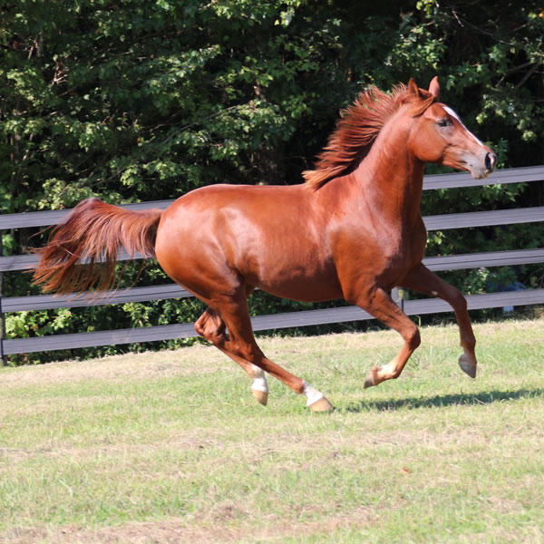 Keep On Dreamin - filly by Kaolino