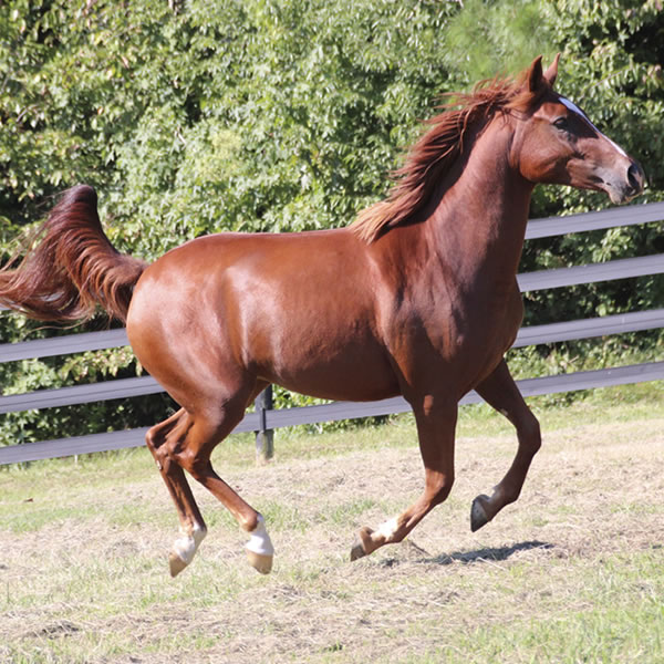 Keep On Dreamin - filly by Kaolino