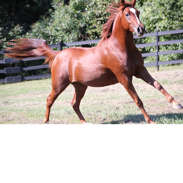 Keep On Dreamin - filly by Kaolino