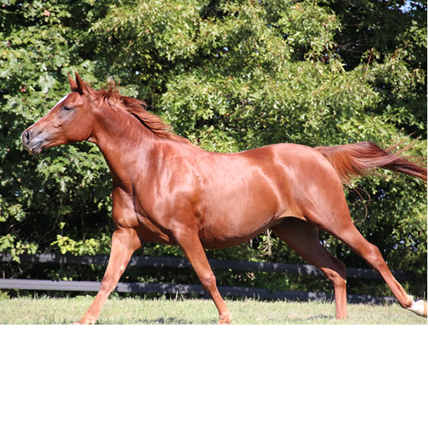 Keep On Dreamin - filly by Kaolino