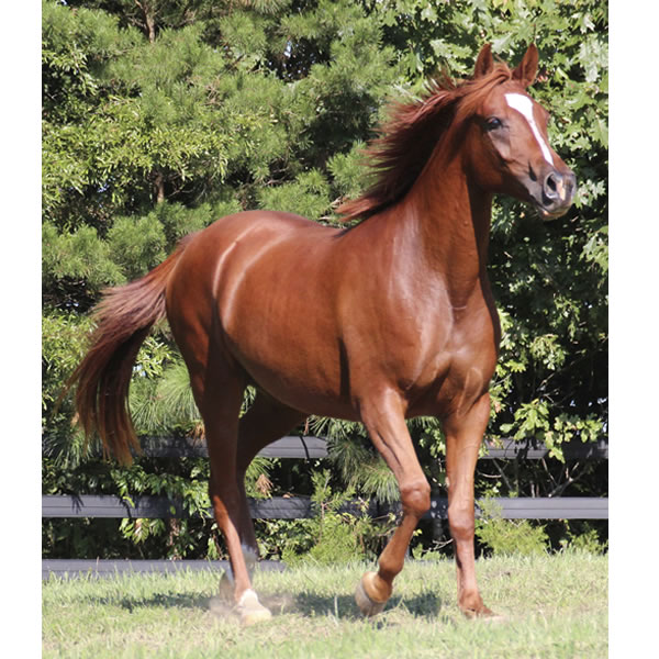 Keep On Dreamin - filly by Kaolino