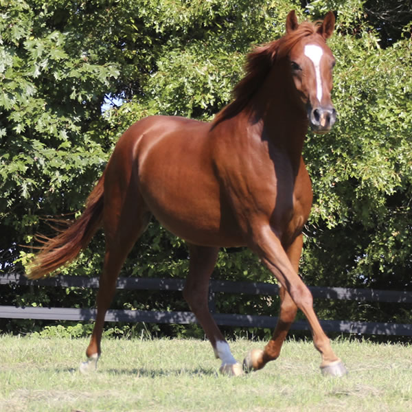 Keep On Dreamin - filly by Kaolino