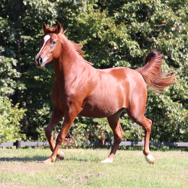 Keep On Dreamin - filly by Kaolino