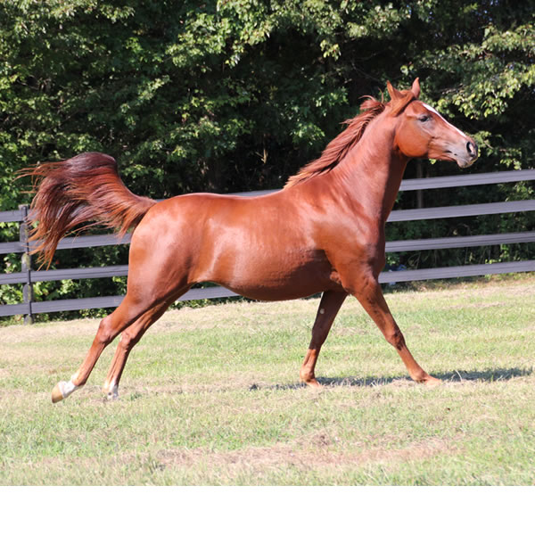 Keep On Dreamin - filly by Kaolino