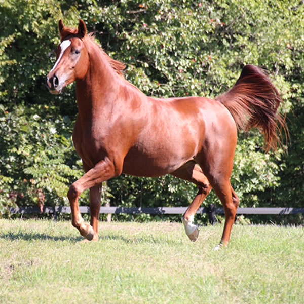 Keep On Dreamin - filly by Kaolino