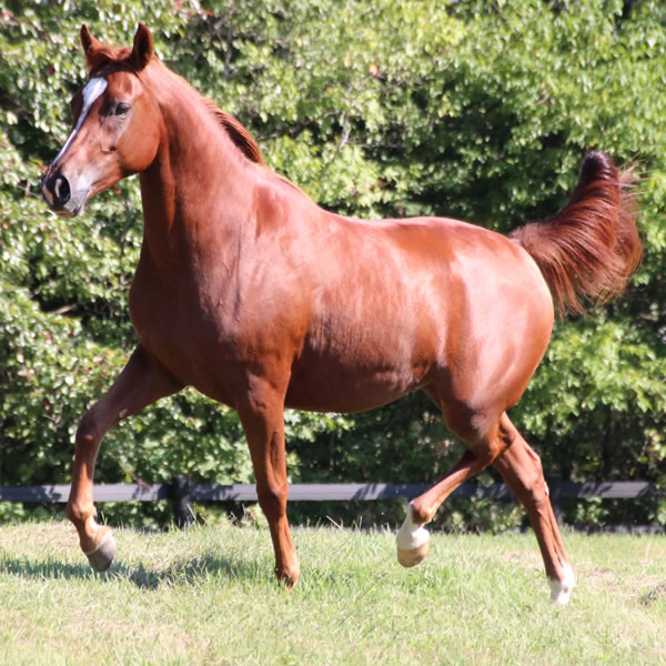 Keep On Dreamin - filly by Kaolino