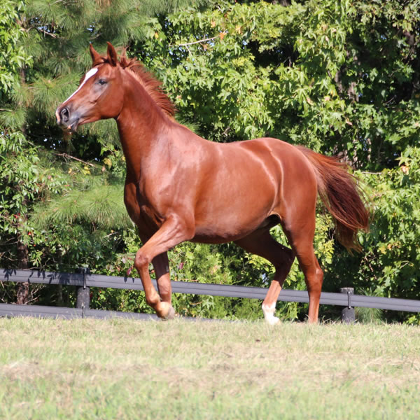 Keep On Dreamin - filly by Kaolino