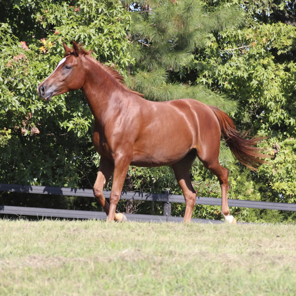 Keep On Dreamin - filly by Kaolino