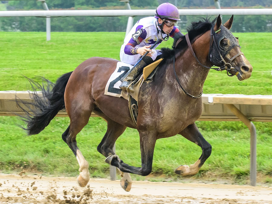 Madjikman, Arabian race winner bred by Cre Run
