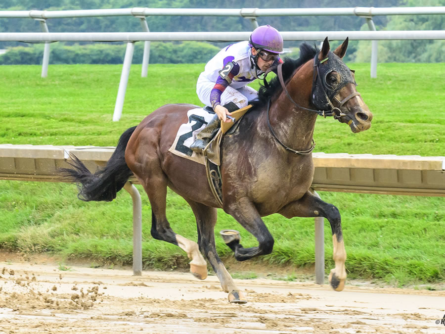 Madjikman, Arabian race winner bred by Cre Run