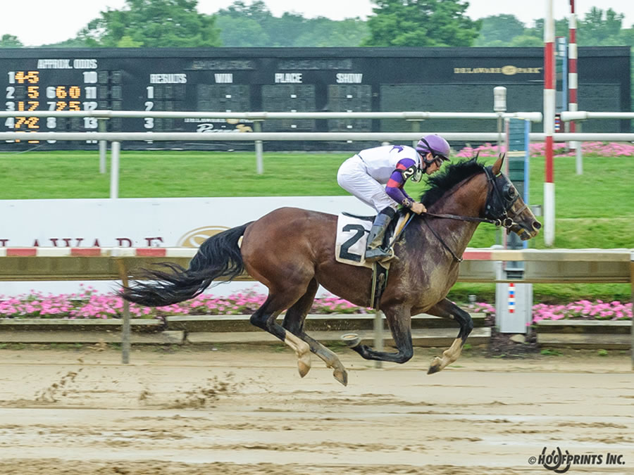 Madjikman, Arabian race winner bred by Cre Run
