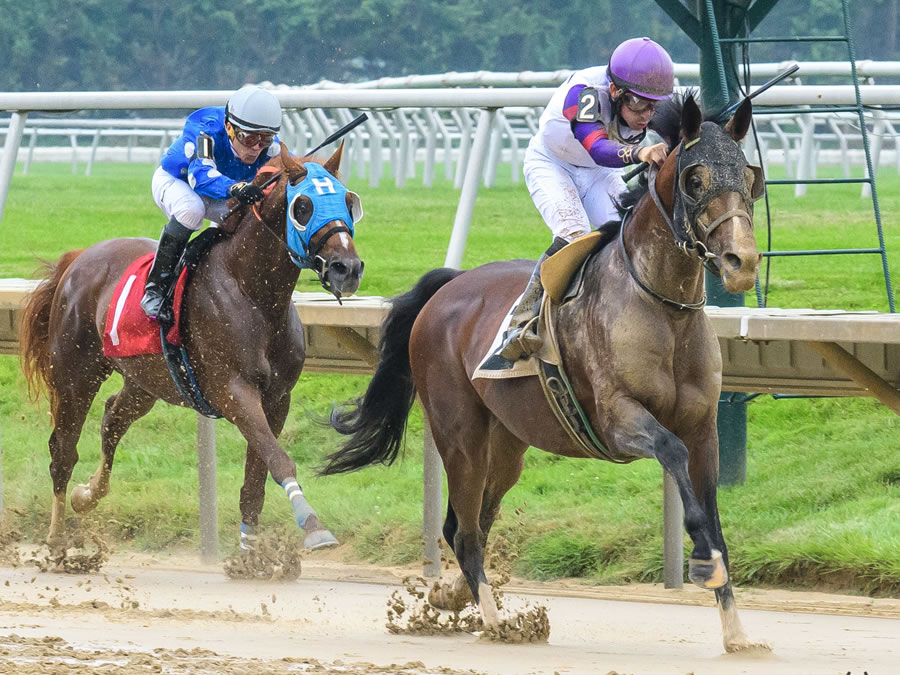 Madjikman, Arabian race winner bred by Cre Run