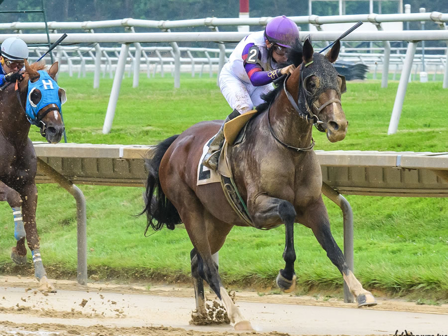 Madjikman, Arabian race winner bred by Cre Run