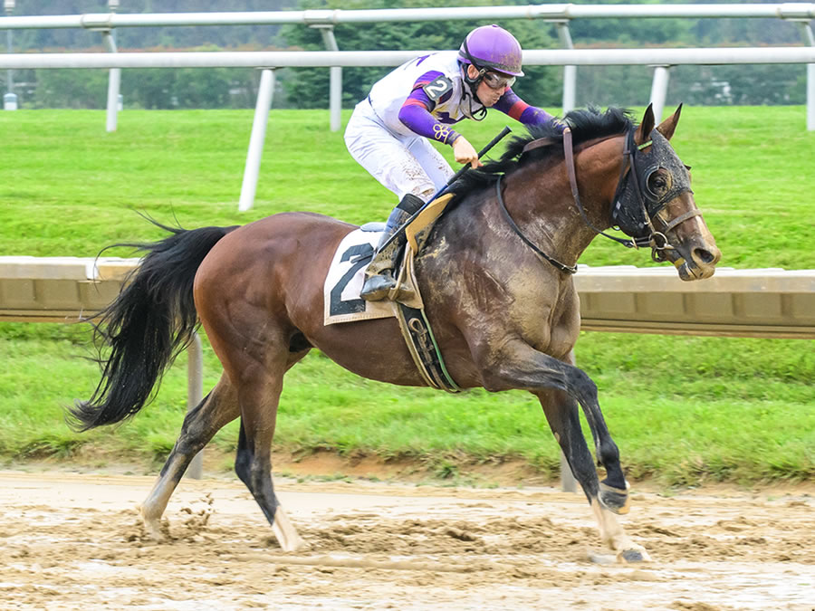 Madjikman, Arabian race winner bred by Cre Run