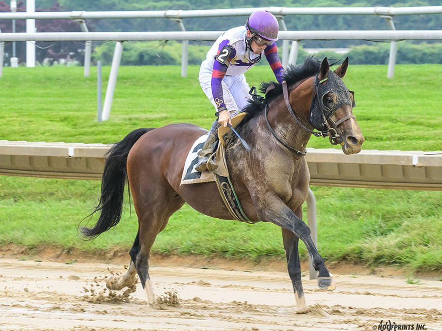 Madjikman, Arabian race winner bred by Cre Run