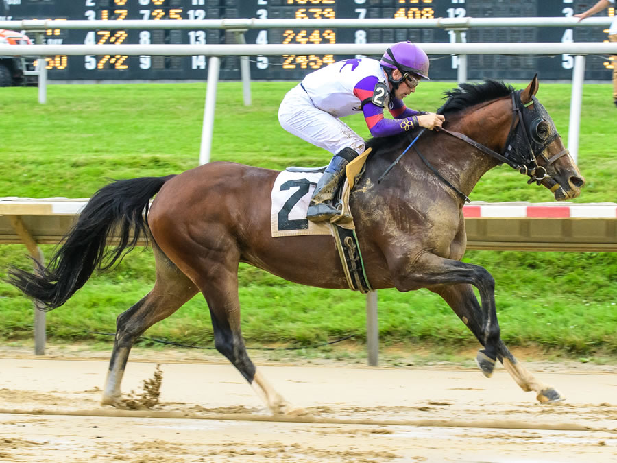 Madjikman, Arabian race winner bred by Cre Run