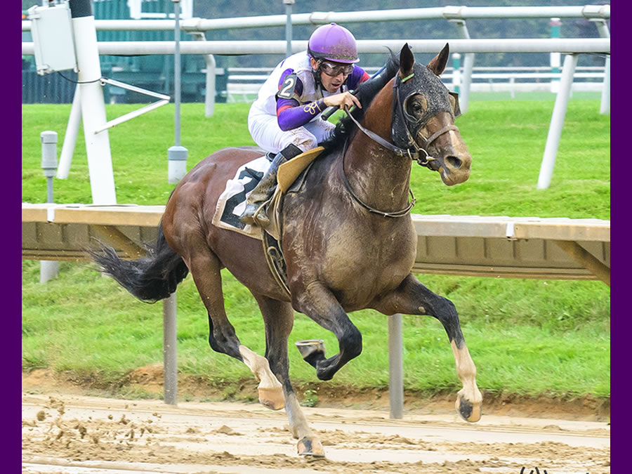 Madjikman, Arabian race winner bred by Cre Run