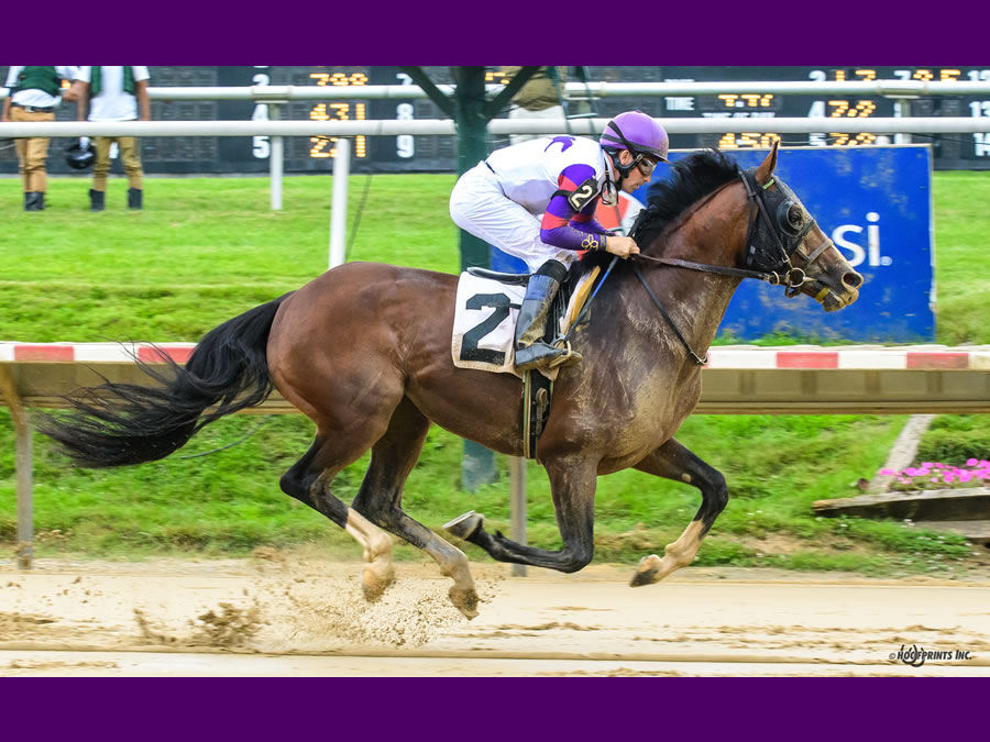 Madjikman, Arabian race winner bred by Cre Run