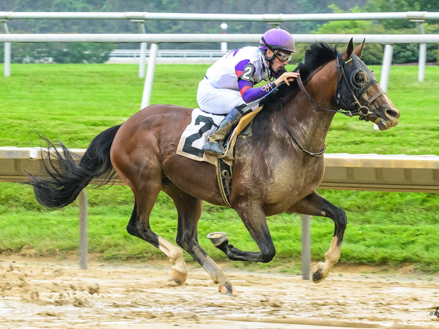 Madjikman, Arabian race winner bred by Cre Run