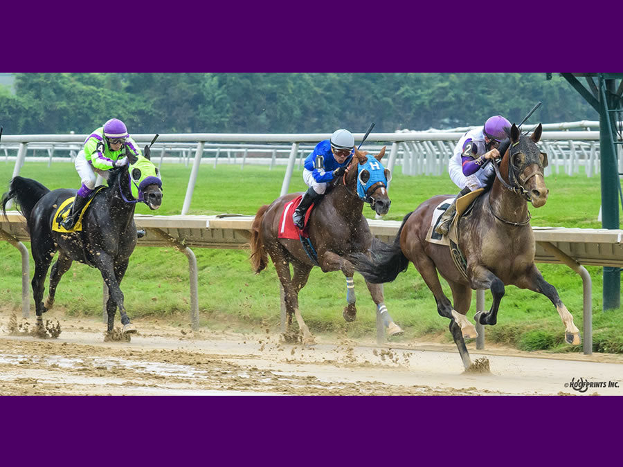 Madjikman, Arabian race winner bred by Cre Run