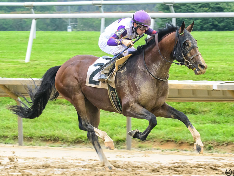Madjikman, Arabian race winner bred by Cre Run