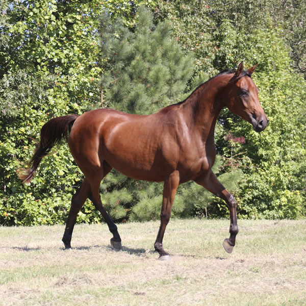 Qweens Lace - filly by OUR MACHINE