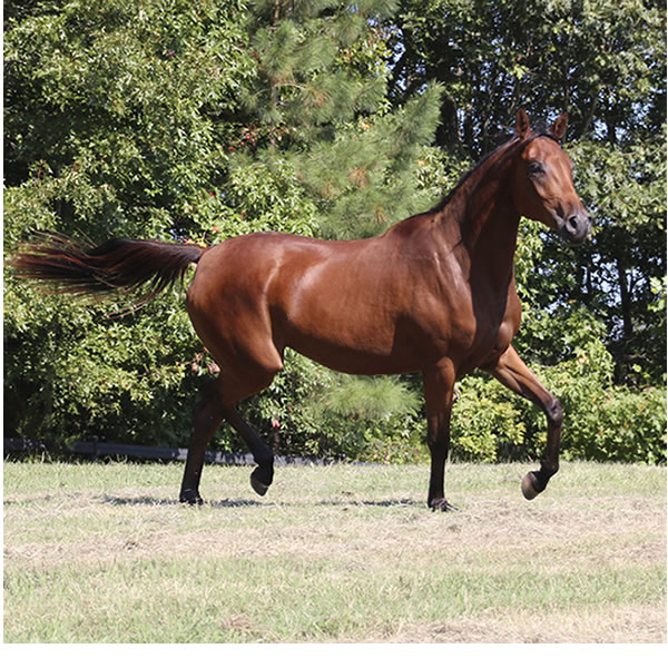 Qweens Lace - filly by OUR MACHINE