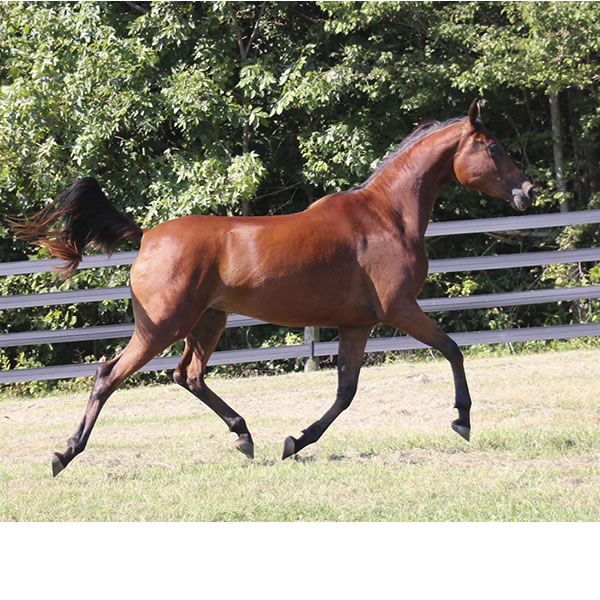 Qweens Lace - filly by OUR MACHINE