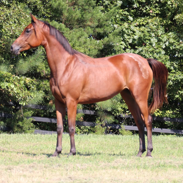 Qweens Lace - filly by OUR MACHINE