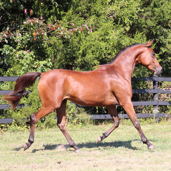 Qweens Lace - filly by OUR MACHINE