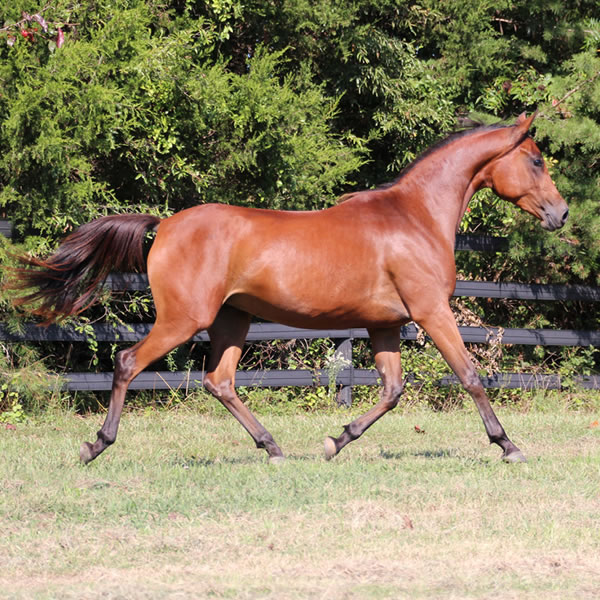 Qweens Lace - filly by OUR MACHINE
