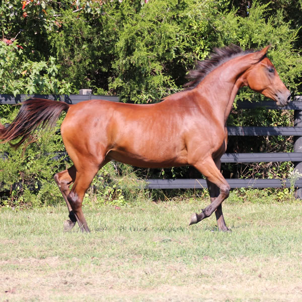 Qweens Lace - filly by OUR MACHINE