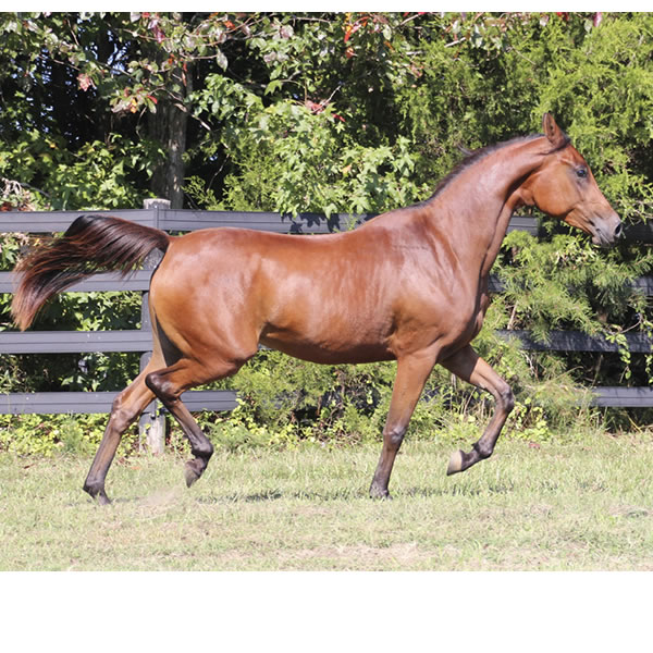 Qweens Lace - filly by OUR MACHINE