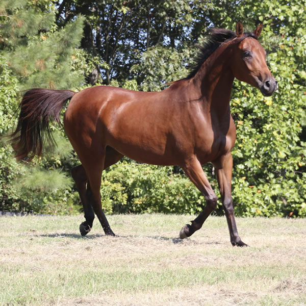 Qweens Lace - filly by OUR MACHINE