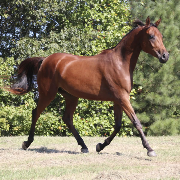 Qweens Lace - filly by OUR MACHINE