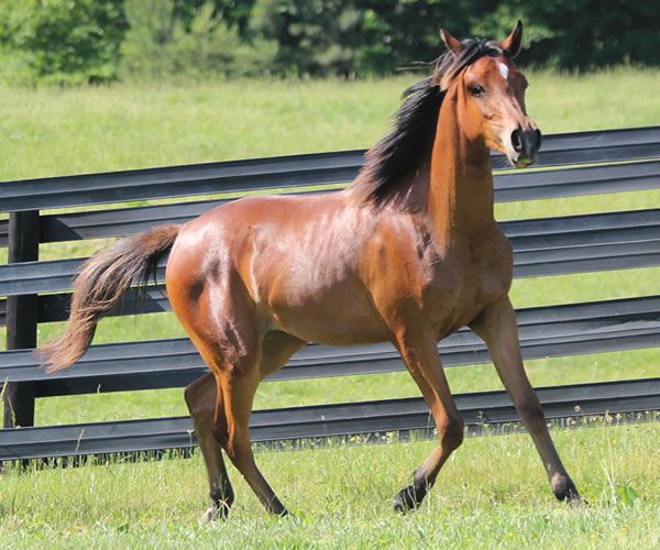 Royally Bred, 2014 filly (Thoroughbred x Royal Atheena) bred by Cre Run Farm