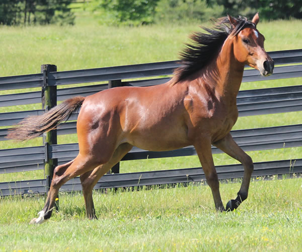 Royally Bred, 2014 filly (Thoroughbred x Royal Atheena) bred by Cre Run Farm
