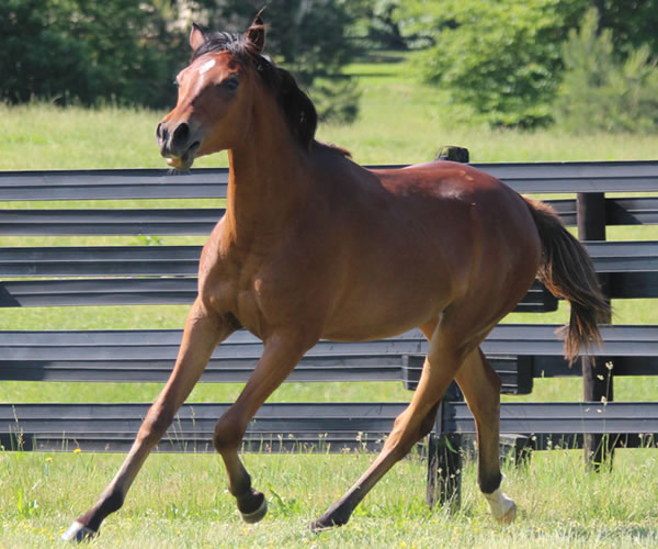 Royally Bred, 2014 filly (Thoroughbred x Royal Atheena) bred by Cre Run Farm
