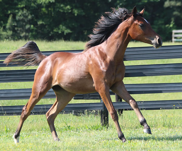 Royally Bred, 2014 filly (Thoroughbred x Royal Atheena) bred by Cre Run Farm
