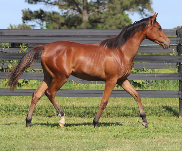 Royally Bred, 2014 filly (Thoroughbred x Royal Atheena) bred by Cre Run Farm