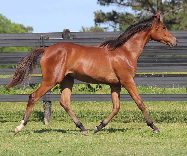 Royally Bred, 2014 filly (Thoroughbred x Royal Atheena) bred by Cre Run Farm
