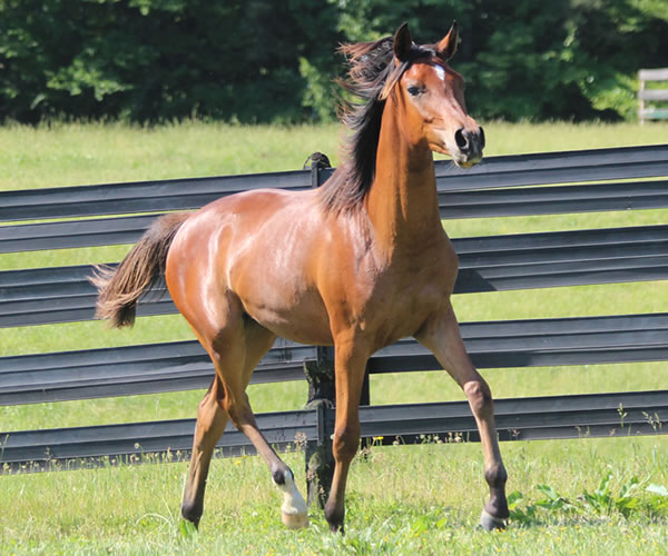 Royally Bred, 2014 filly (Thoroughbred x Royal Atheena) bred by Cre Run Farm