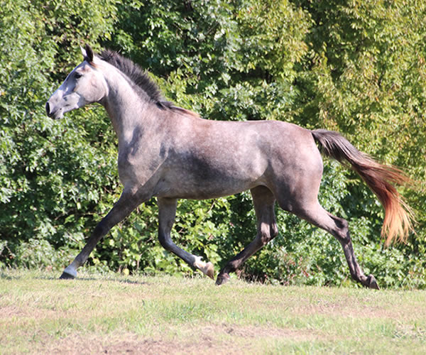 Top Honours by Nivor De Cardonne