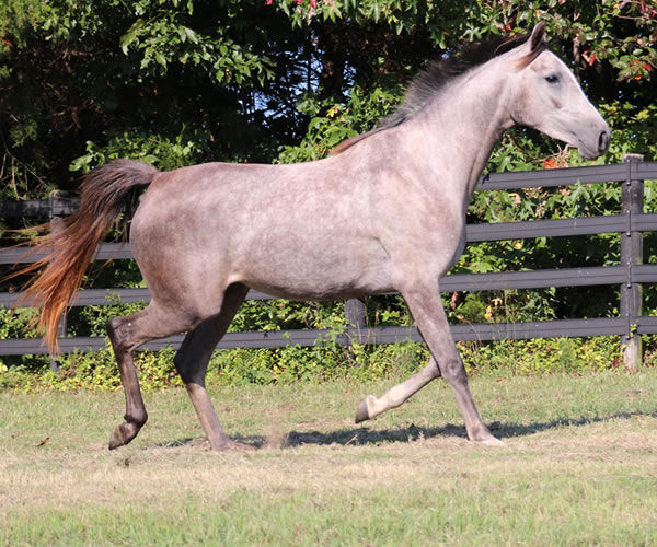 Top Honours by Nivor De Cardonne