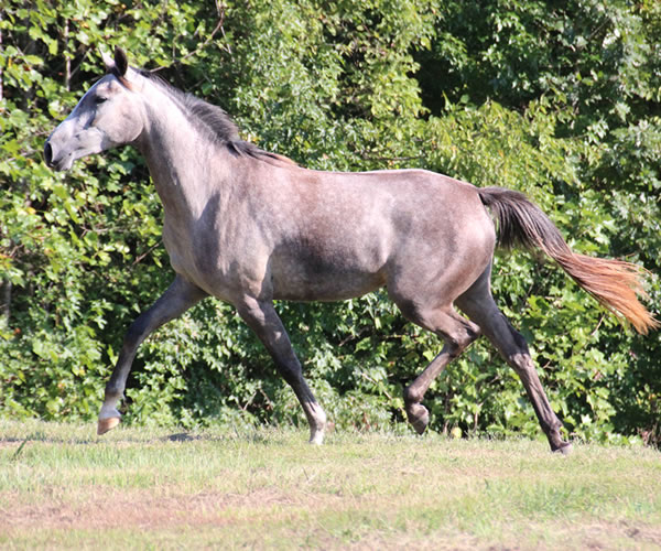 Top Honours by Nivor De Cardonne