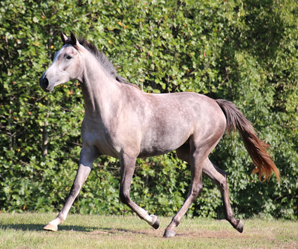 Top Honours by Nivor De Cardonne