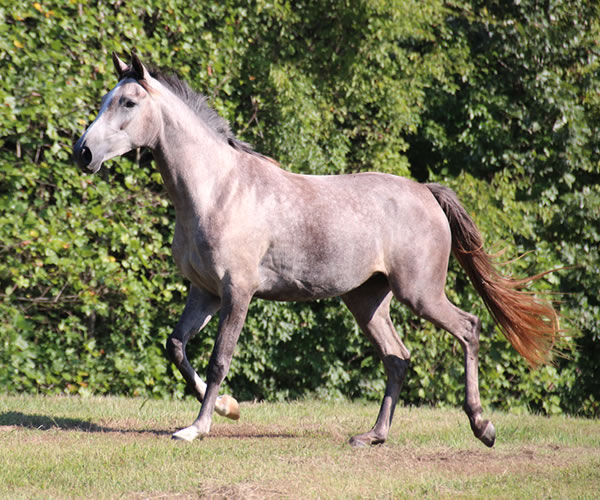 Top Honours by Nivor De Cardonne