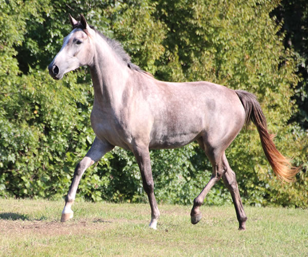 Top Honours by Nivor De Cardonne