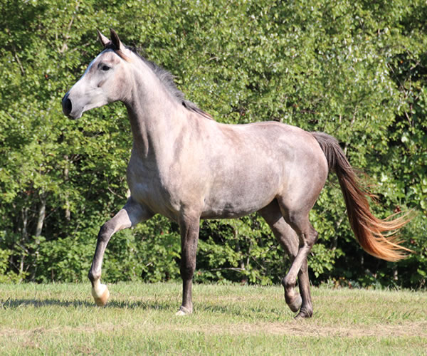 Top Honours by Nivor De Cardonne